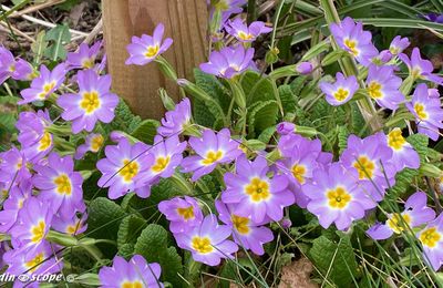 Mars et les prémices du printemps dans mon jardin...