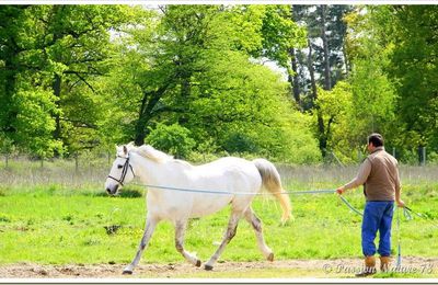 Dressage du cheval