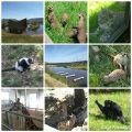 Dans les coulisses du Parc animalier d'Auvergne