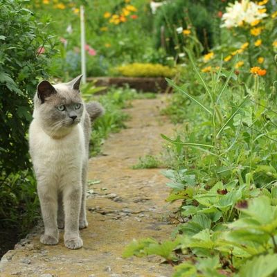 Les Chats de Mai de Maryline