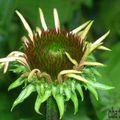 Bouton de Rudbeckia 