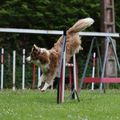 L'agility "loisir"