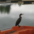 Dans le port, un cormoran se laisse approcher à 4