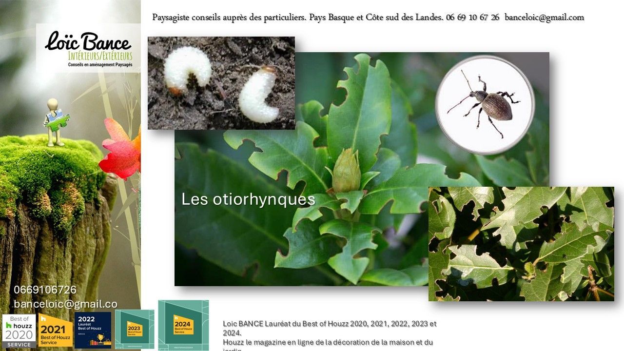 Orthorhynque ou Otiorhynque par Paysagiste Pays Basque et Paysagiste Landes.