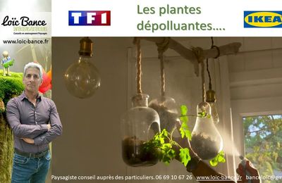 Les plantes dépolluantes dans quelles pièces par Paysagiste Pays Basque Paysagiste Landes.