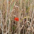 Coquelicot