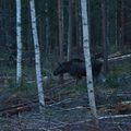 Trois grosses ombres dans la taïga : Alces alces !