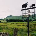 Green, green grass of...Scotland !