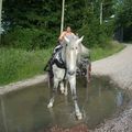 Gringo et la flaque d'eau