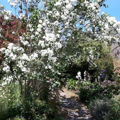 Philadelphus coronarius