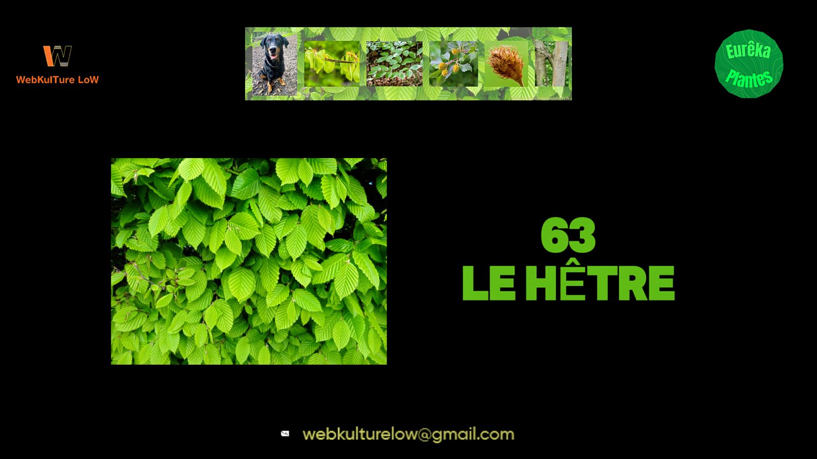 hêtre, fagus sylvatica