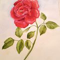 Rose en aquarelle 
