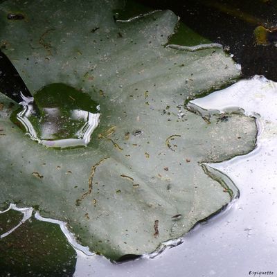 messages pré-postés jusqu'au 25 juillet 
