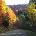 En automne, pourquoi les feuilles changent-elles de couleur ?
