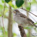 Moineau domestique (Passer domesticus - House Sparrow)