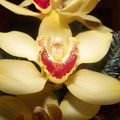 Petite orchidée nous montre le bout de son nez.