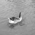 C'est l'eau qui fait le cygne. Qui veut faire le cygne sans l'eau fait l'oie.  Gilbert Cesbron