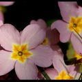 petites fleurs jaunes et roses..