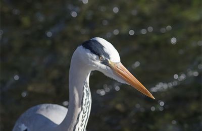 Et le pêcheur pécha ....