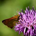 Ochlodes venatus (Sylvaine)