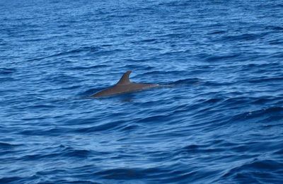 Et quelques dauphins...