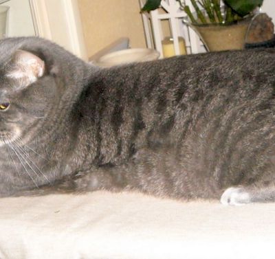 Histoire de Chats...