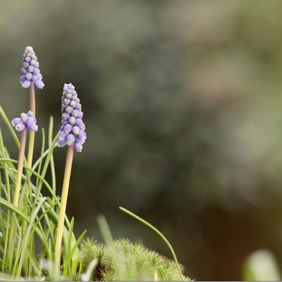Muscari.