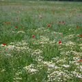 bleu - blanc - rouge = bleuts - camomille - coquelicots