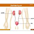 دراسة الجهاز البولي