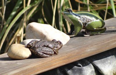 La photo du jour : grenouille à l'affût !