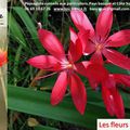 🌴 Novembre : Lys des Cafres. Les fleurs de mon jardin.