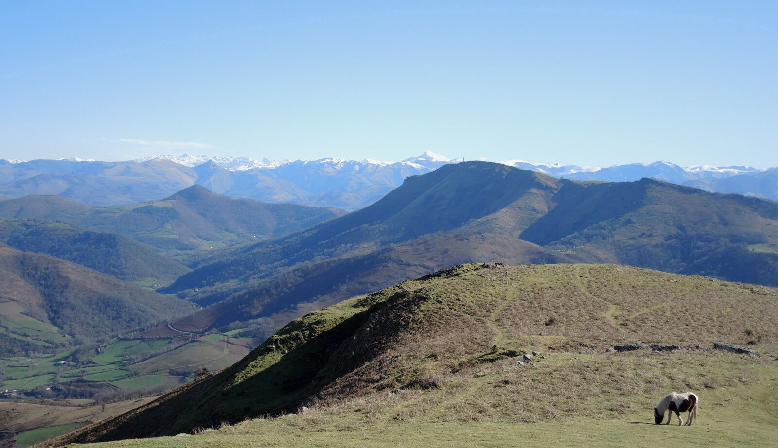 Larla, en redescendant, les Pyrénées enneigés et pottok, février 2025 (64)