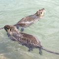 Ragondins des bords de Marne