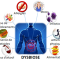 Dysbiose - le déséquilibre du microbiote intestinal