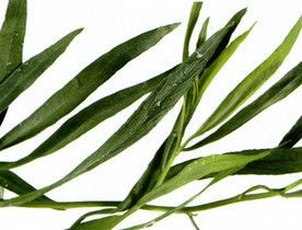 L'Estragon