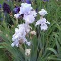 #iris blancs