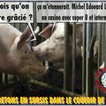 LA CRISE DU COCHON