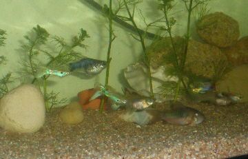 Voila notre petits groupes de poissons
