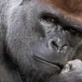 Le Gorille : Humain ou Animal ????