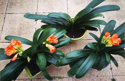 Mes fleurs du dimanche