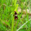 [Semaine thématique Orchidons !] L’ophrys qui fait mouche …