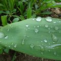 Après la pluie