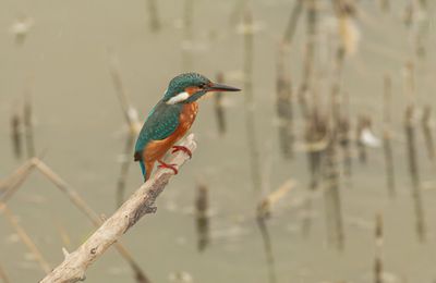 Delta de l'Ebre (4)