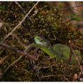 Lézard vert - lacerta viridis