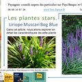 Liriope Muscari Bog Blue par Paysagiste Pays Basque et Paysagiste Landes.
