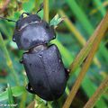 Des insectes qui participent à la production d'humus…