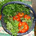 Dernières tomates