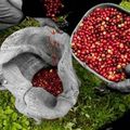 Cafe : Récolte de café record en 2012 au Brésil, selon Conab
