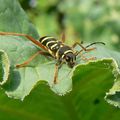 clytus arietus