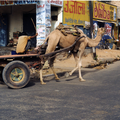 Jaipur la rose